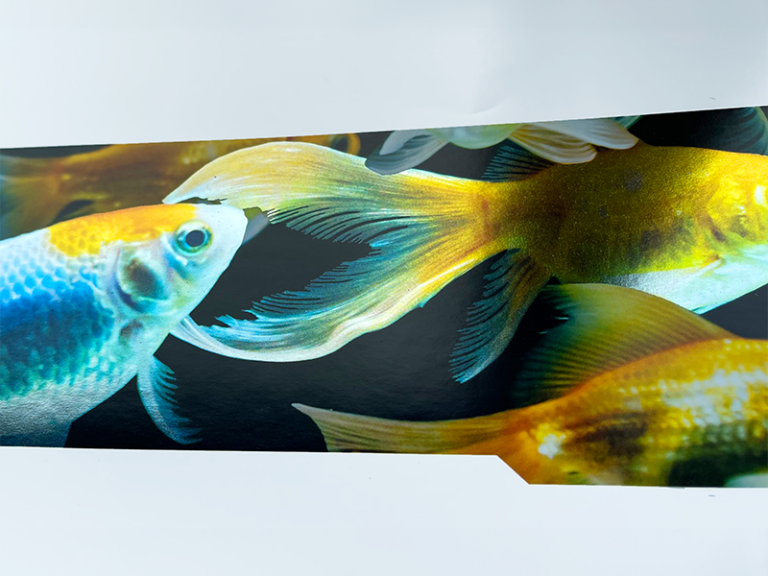 fisk coldfoil